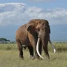 Tusker