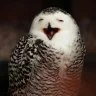 Hooo